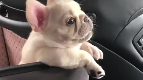 Little cute puppy