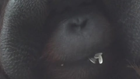 I compete to eat melon seeds # orangutan