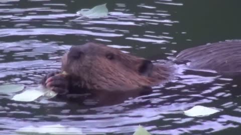 Busy Beavers