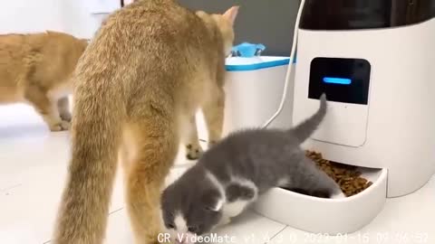 Mom cat teaches adopted kitten to eat on her own, and he loud meows