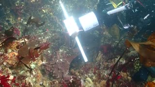 Friendly Giant Pacific Octopus in Neah Bay