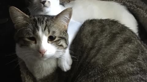 Sad Looking Cat Is So Happy To Be Part Of A Family | The Dodo