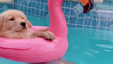 GOLDEN LIVING HER LIFE CHILLIN IN SWIMMING POOL.mp4
