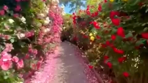Garden flower short video