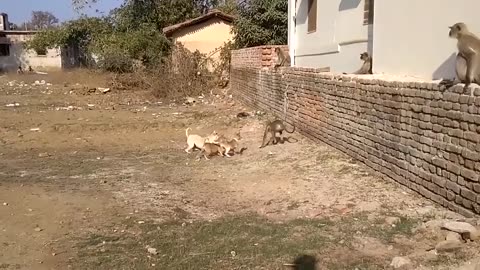 Dog and monkey fight