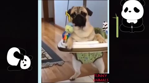 Funny Dog Videos 2024 / It's time to LAUGH with Dogs Life
