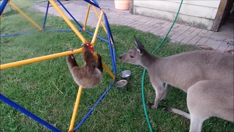 Funny animal Baby Sloths Being Sloths