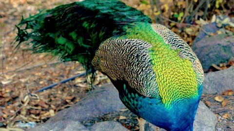 Captivating Peacock Beauty in Stunning 8K HDR | Ultra HD Peacock Dance and Plumage Display