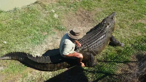 Crazy Crocodile Expert Takes One On A Ride