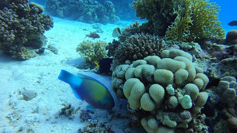 Red Sea SCUBA Diving - Parrotfish