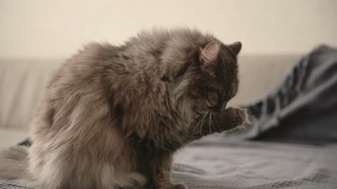 Cute fluffy cat licks its paw