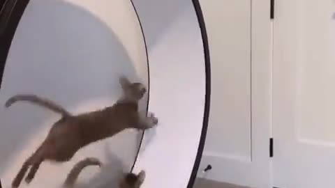 Two cats play leap frog on a wheel 🤣