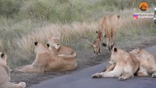 Tiny Lion Cub Torments Rest of Pride in the Road