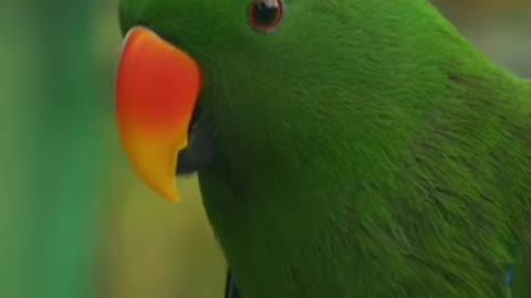 Cute Parrot Talking