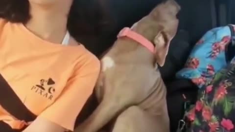 Settling in for the trip, funny video, new funny video, funny videos, funny videos 2022, #shorts