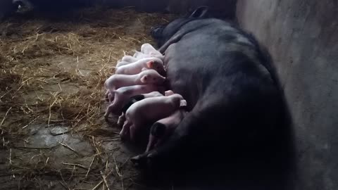 Awesome Mother Pigs & Their Piglets - A Must See