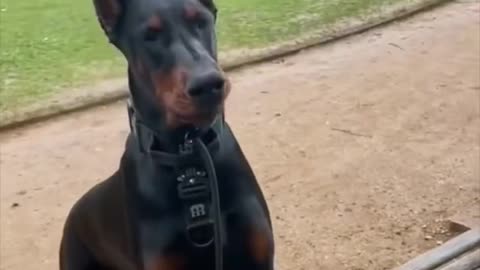 Doberman 🐶🐕 One of Intelligent 🤓🤓🤓