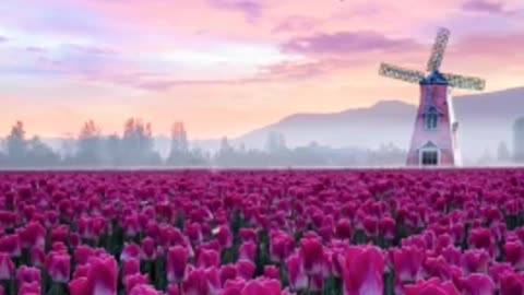 The flower words of pink tulips are eternal love. Pink tulips heal landscape