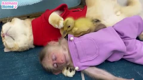 BiBi monkey takes duckling to visit Ody cat
