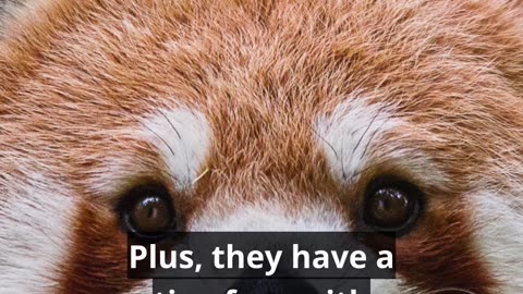 Red Pandas - The Cutest Fluffy Fur Balls