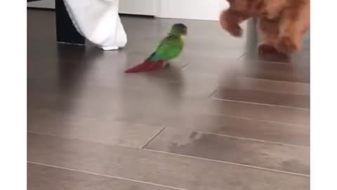 shy dog vs bird