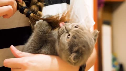 Scottish fold kitten plays with her owner hair in her arms