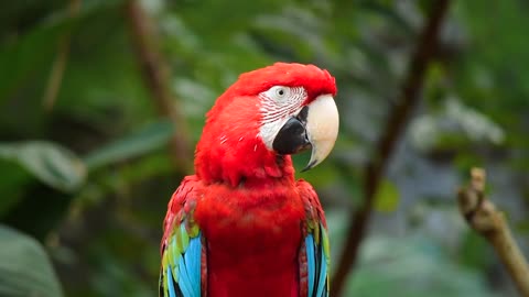 Bird Parrot Nature