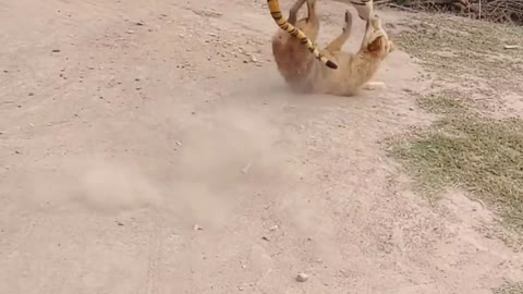 Awesome fake tiger pranking dogs