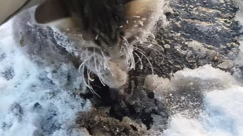 Frozen Kitty Gets A Second Chance At Life