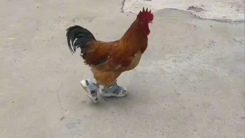 Hen walking with shoes