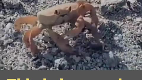 Crab cuts off its own claws