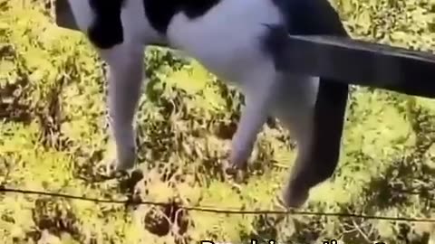 Funniest_cats🐱In_The_World😂_Funny_and_Fails_Pets_Vi