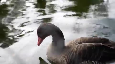 Duck 🦆_ Goose 🦆_🦢 Swan