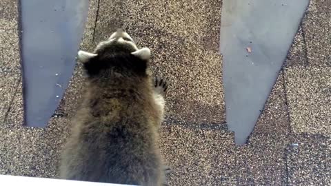 Raccoon Baby Screaming for Mom on the Roof!