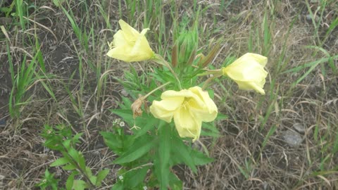 Wildflowers