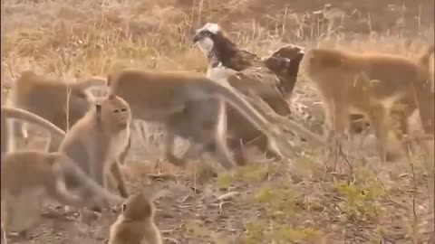 Eagle Vs Five Monkeys: Can the Baby Monkey Survive?