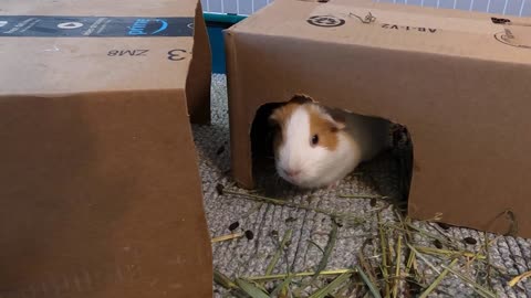 Best guinea pig noises of the wheek!