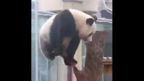 Cute panda funny 🤣🤣🤣