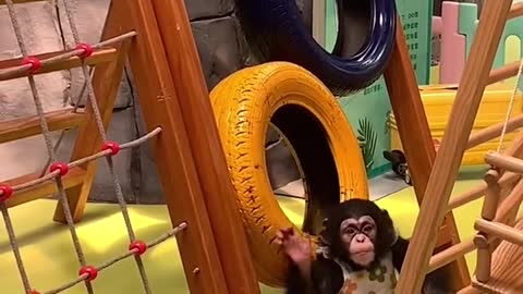 The little chimp was happy to play by himself