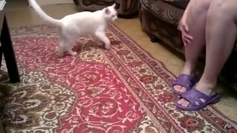 Cat hates owner's mom, repeatedly attacks her funny pets