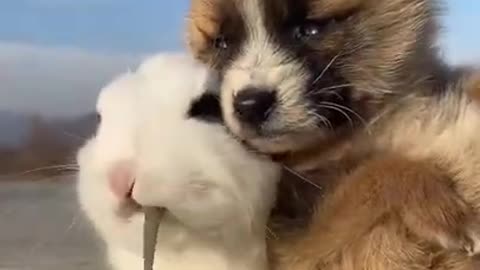 Cute animals to love each other❤️❤️