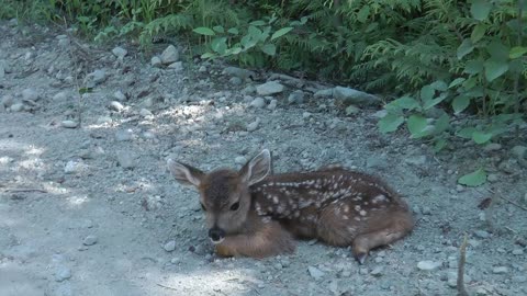 Baby Deer calls Logger Mom.