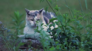 CAT ON THE STONE WALL