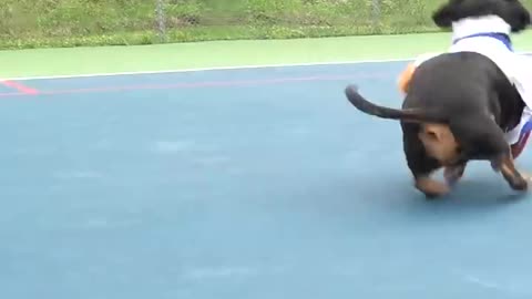 Adorable Dachshunds Play TENNIS!