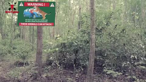 Tiger Attack Man in Forest - Fun Made Movie by Wild Fighter_Cut