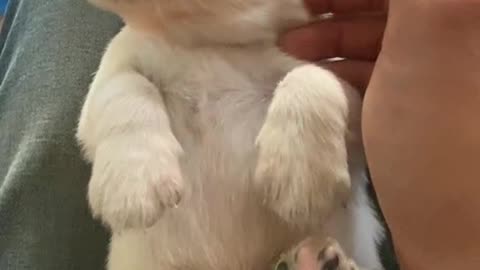 Training The Newborn Puppies
