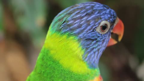 rainbow lorikeet in nature