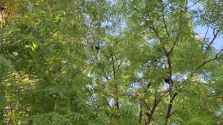 Trees with Birds Singing