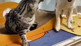 FUNNY ANIMALS PICKING THEIR FIGHT?