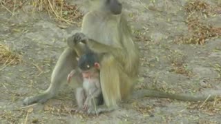 Baboon Mother With Her Young Baby